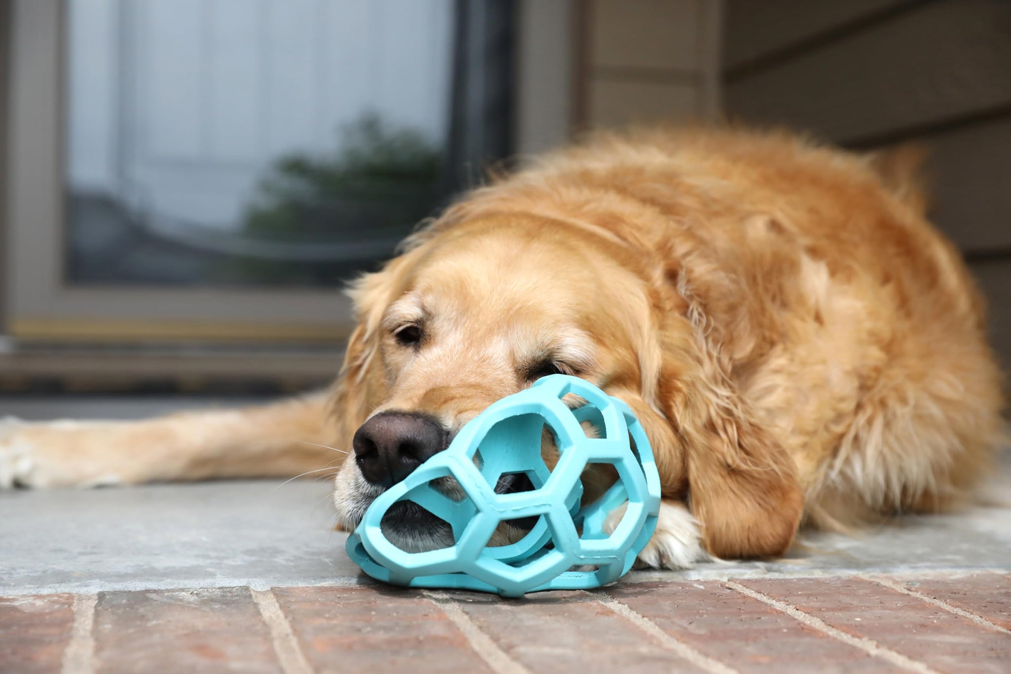 Dog Hol-ee Puzzle Ball
